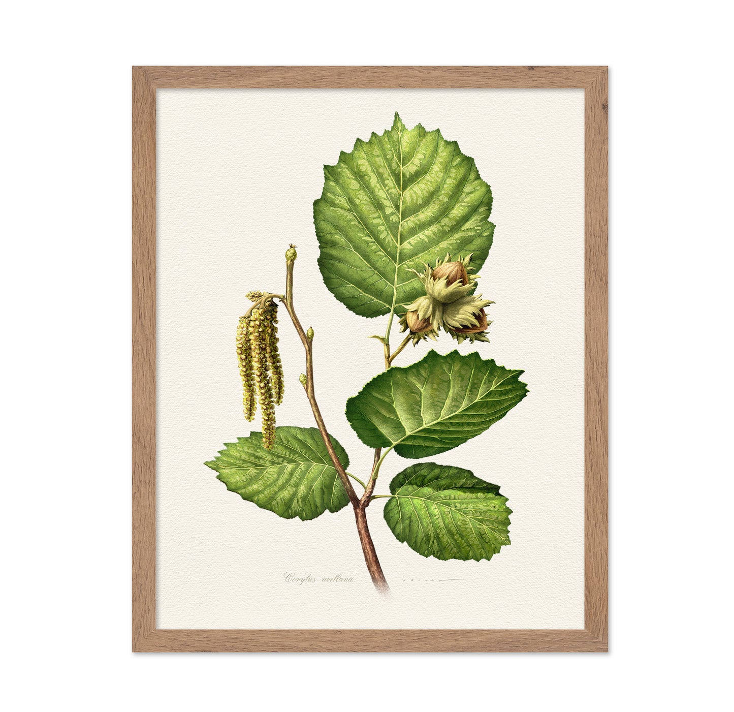 Corylus Avellana