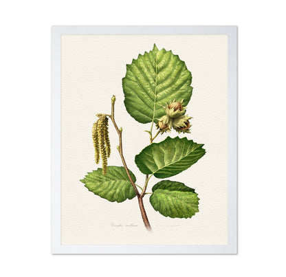 Corylus Avellana