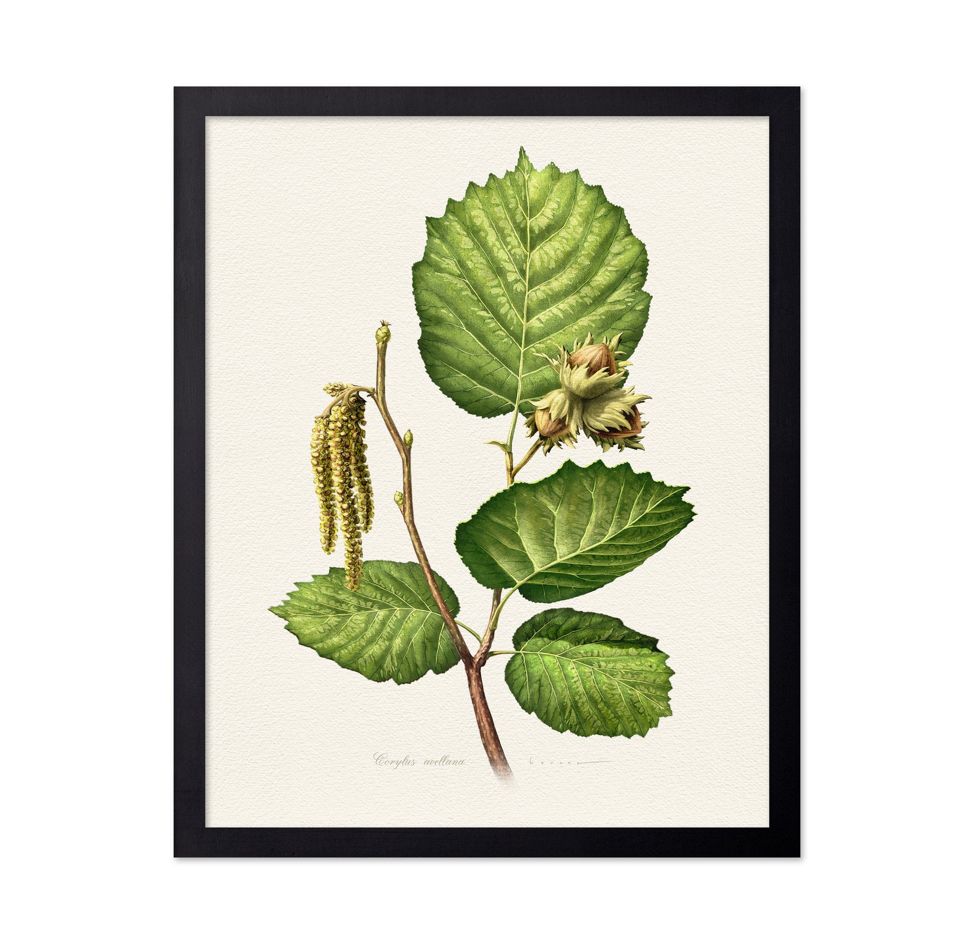 Corylus Avellana