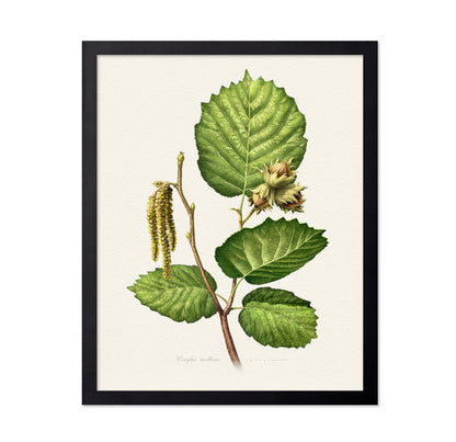 Corylus Avellana