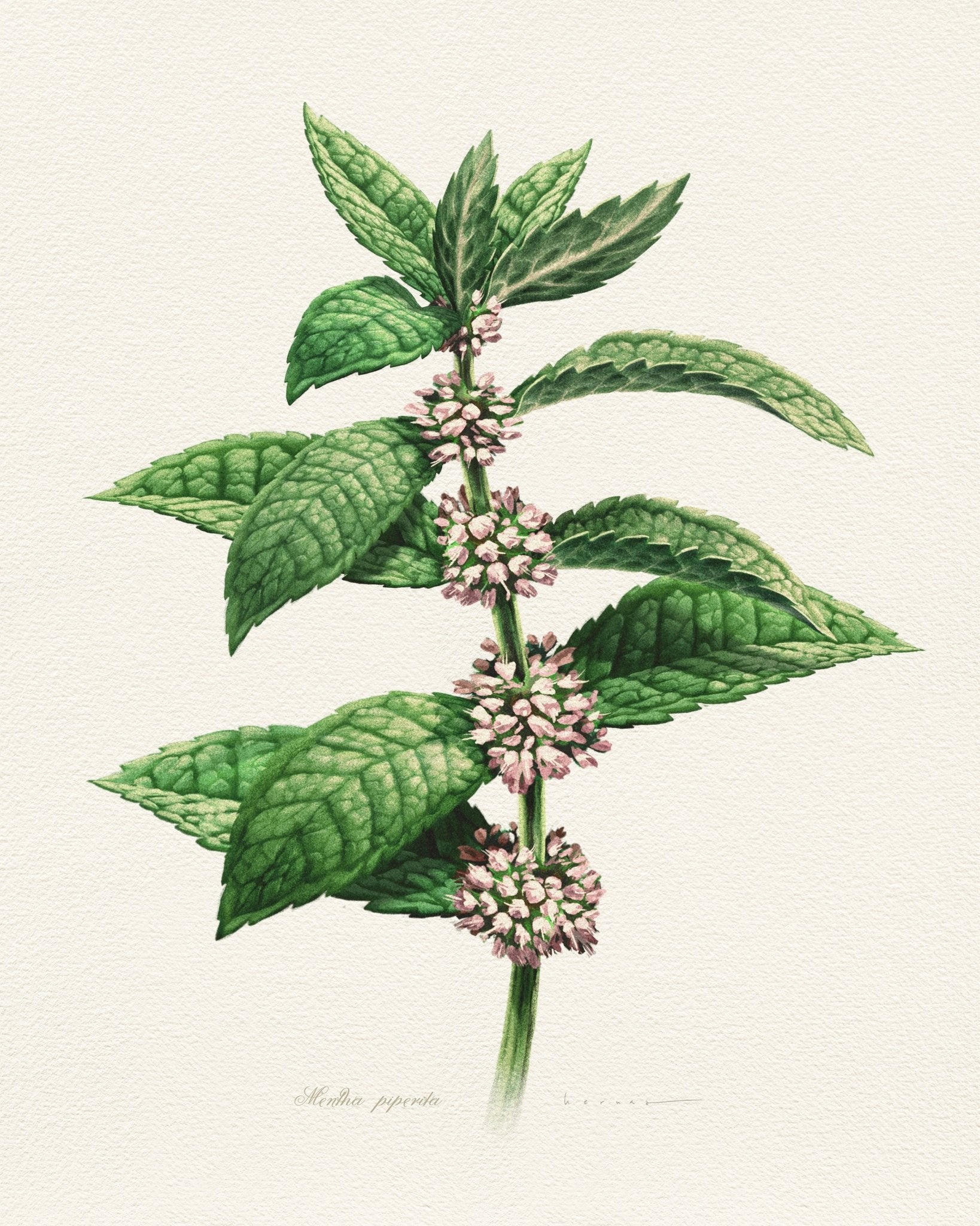 Mentha Piperita