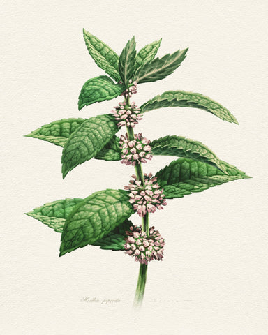 Mentha Piperita