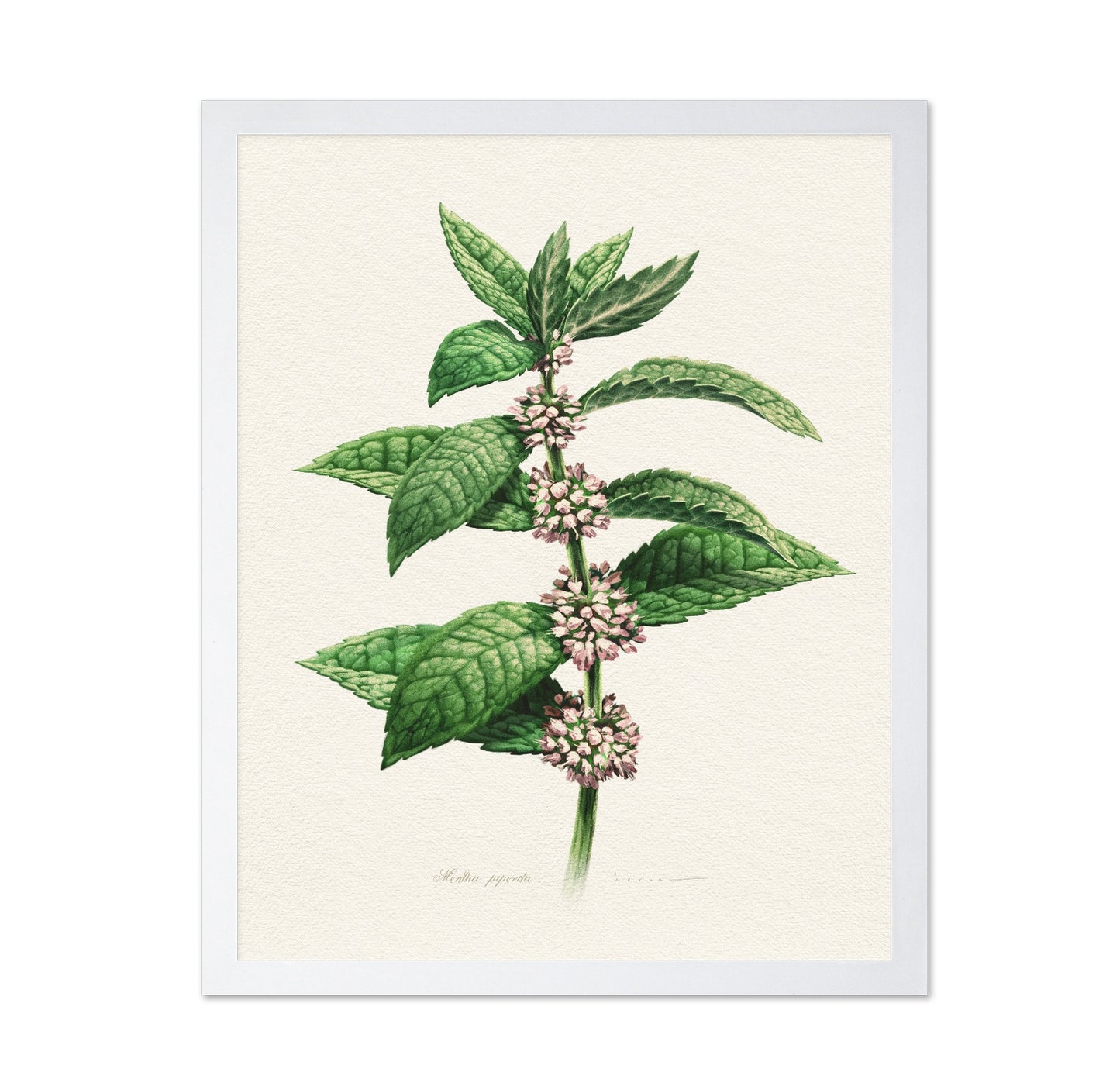 Mentha Piperita