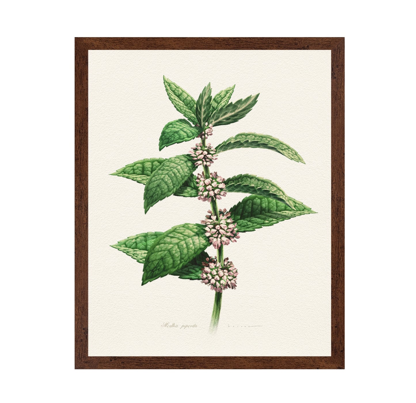 Mentha Piperita