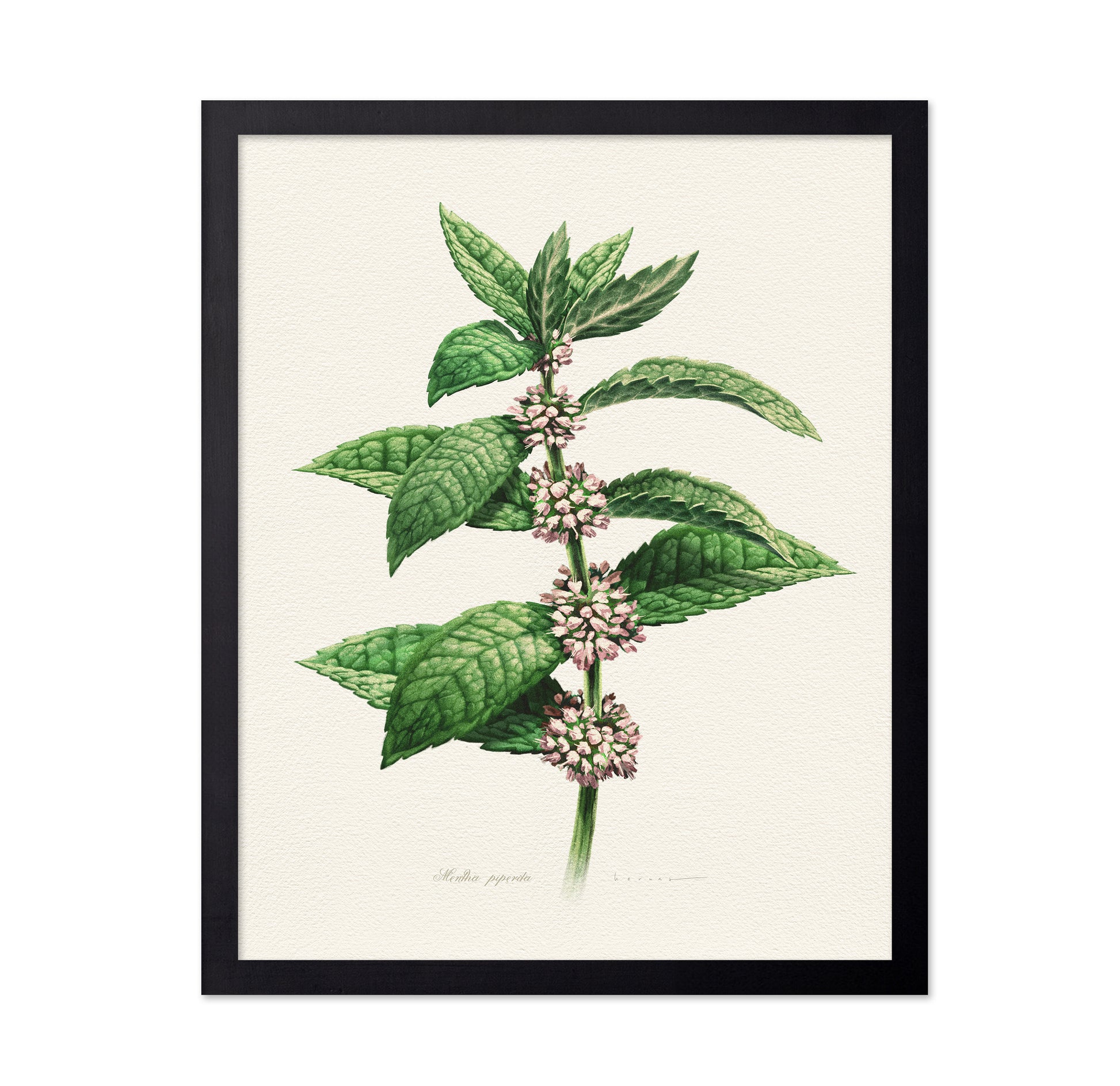Mentha Piperita