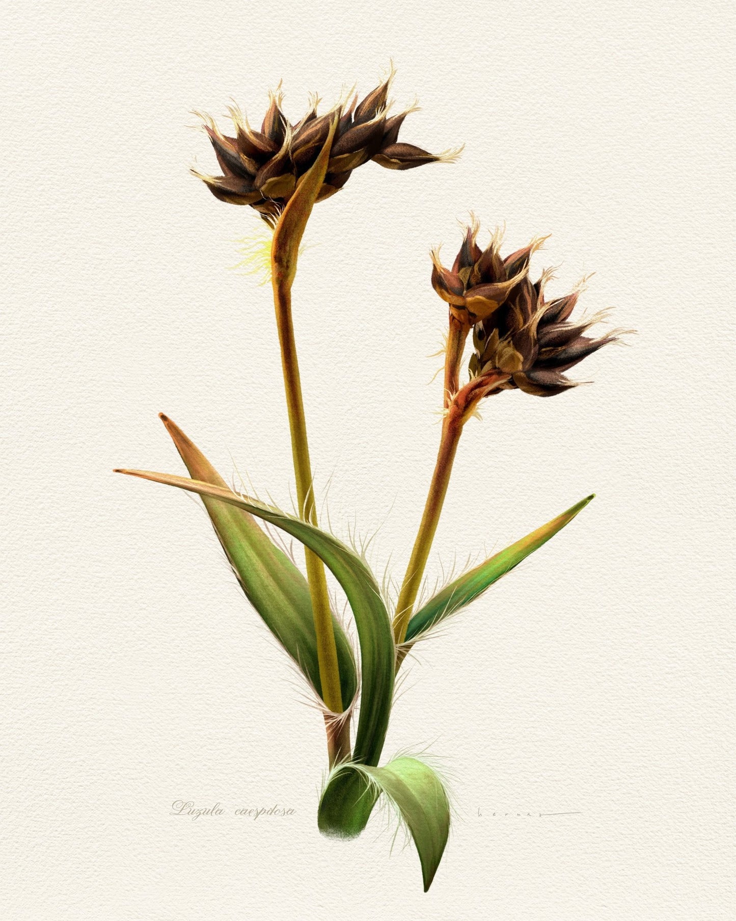 Luzula Caespitosa
