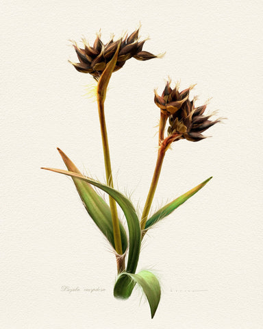 Luzula Caespitosa