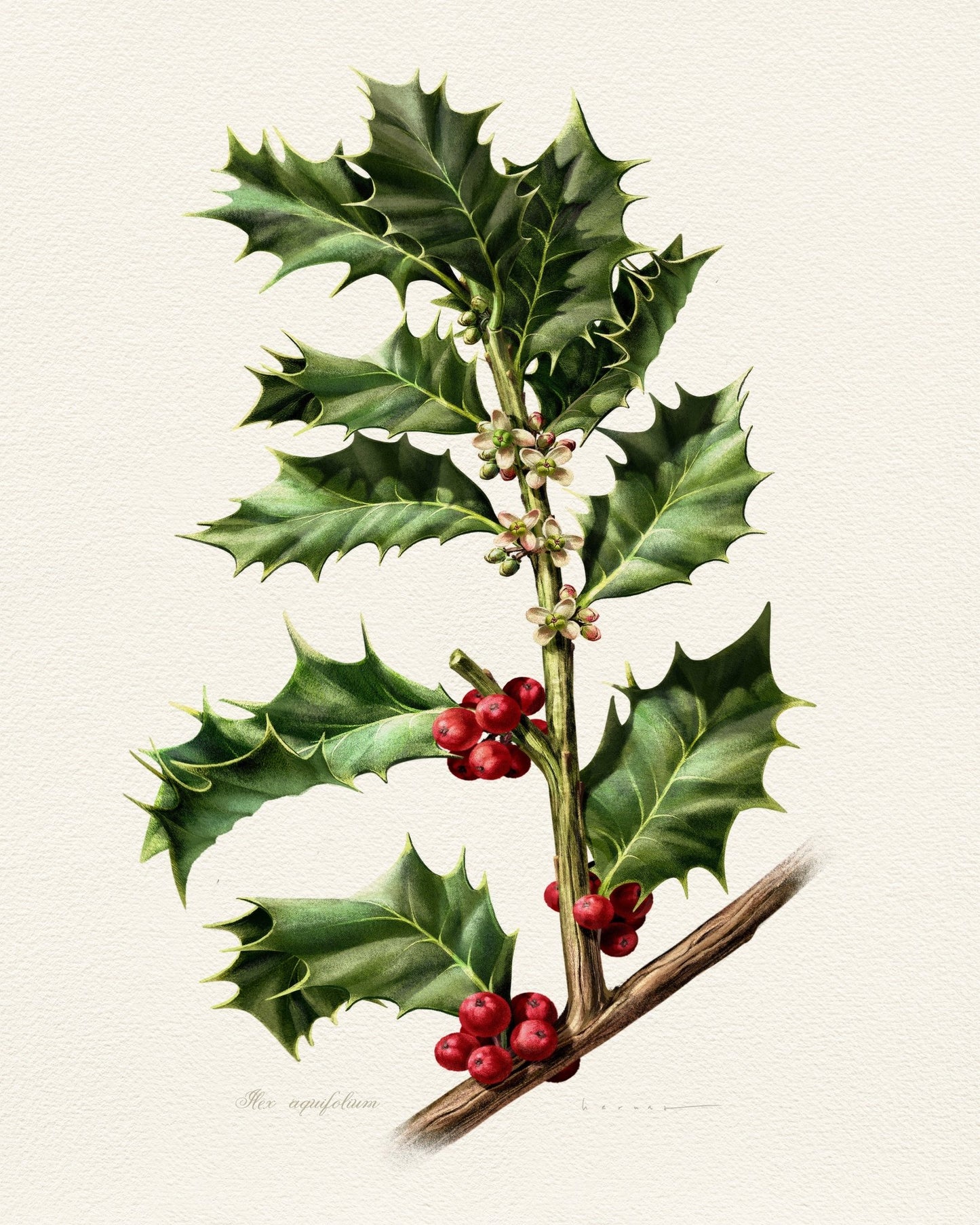 European Holly