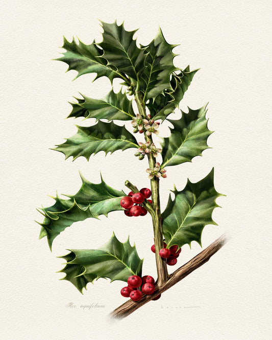 European Holly
