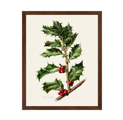 European Holly