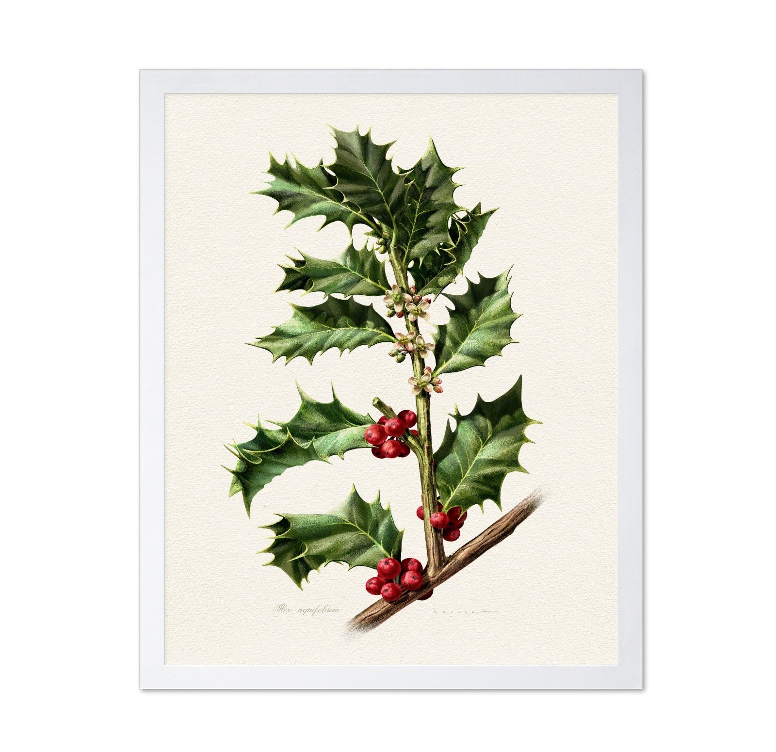 European Holly