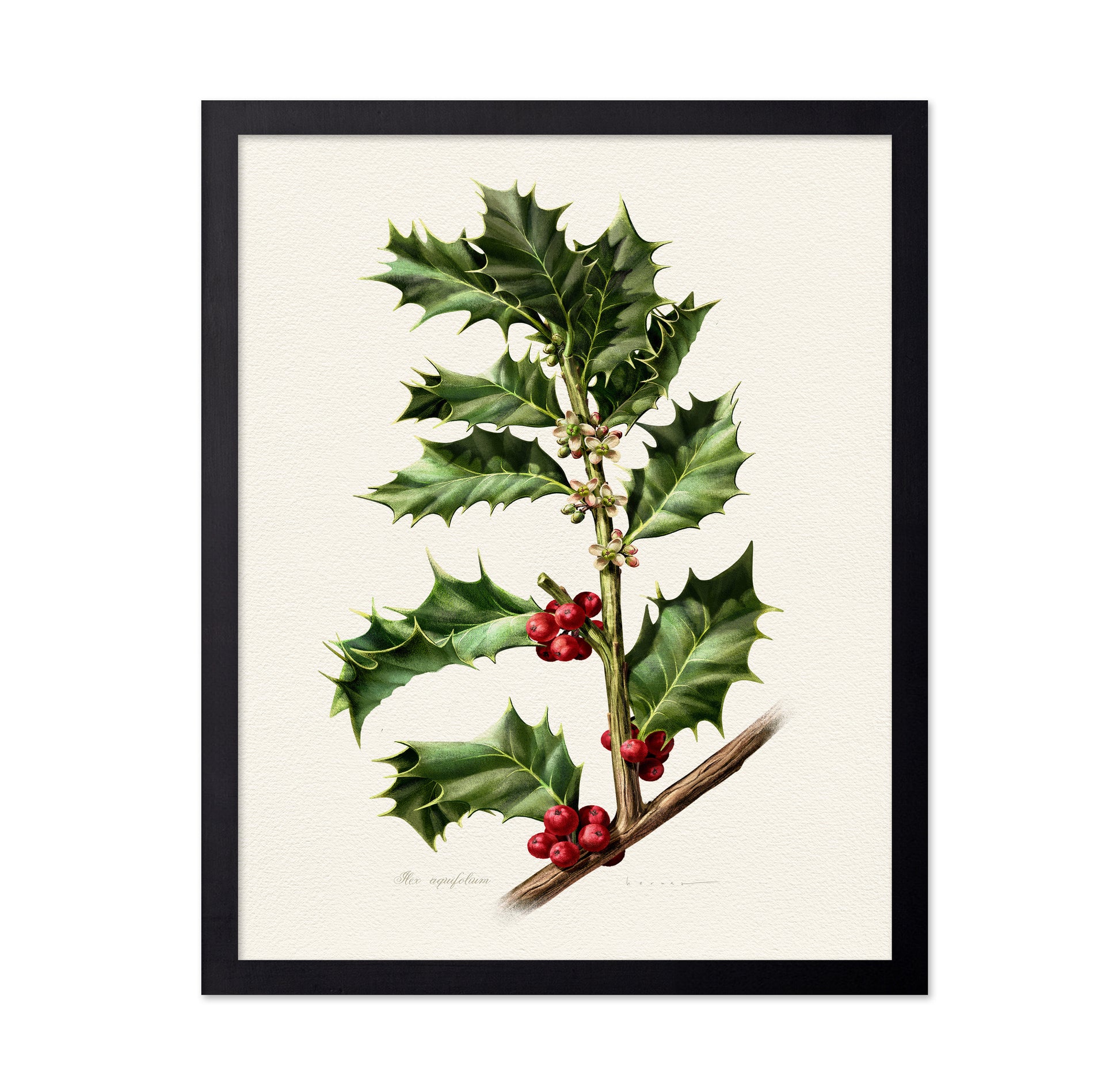 European Holly