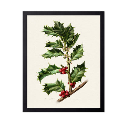 European Holly