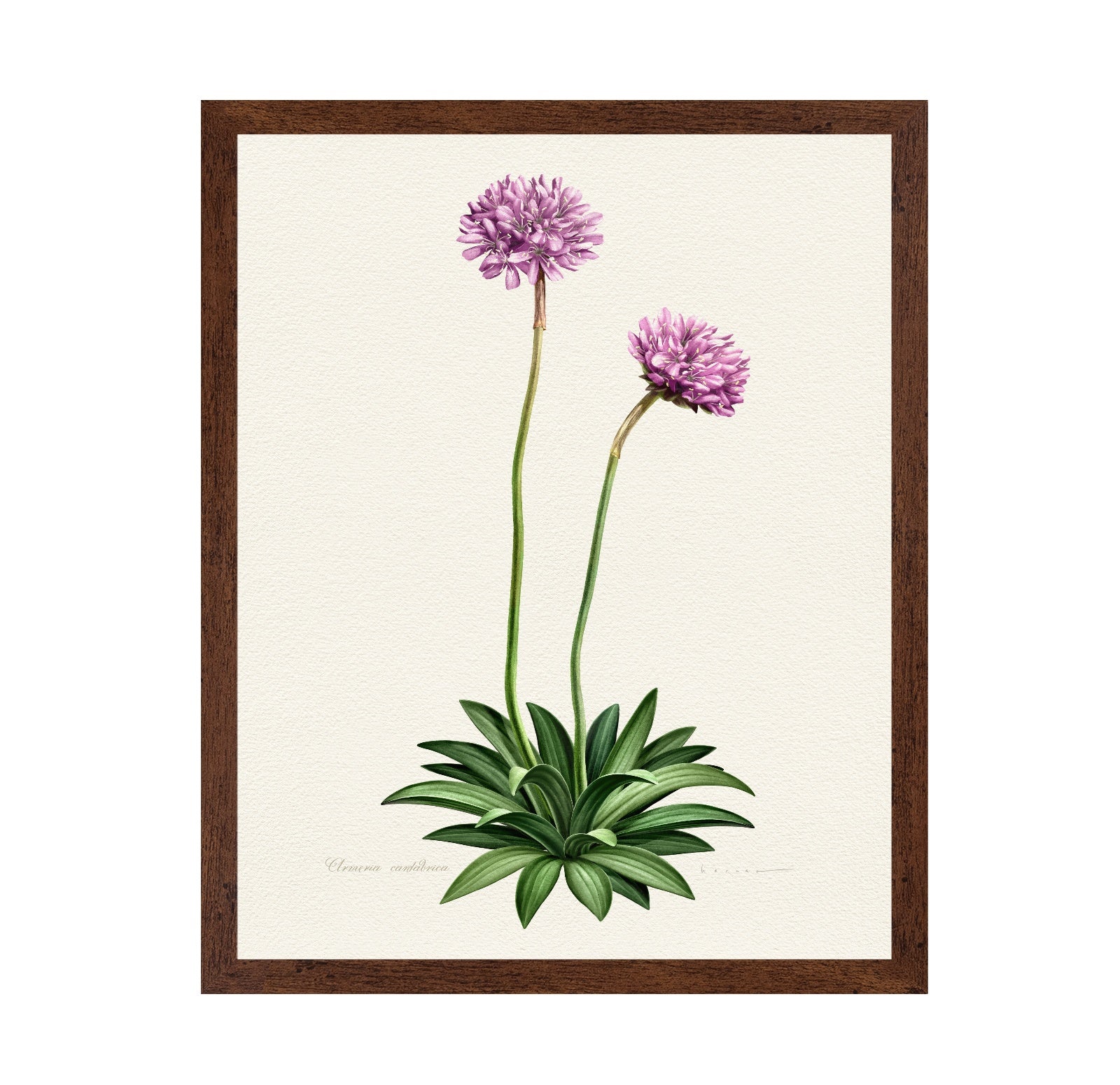 Armeria Cantabrica