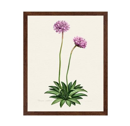 Armeria Cantabrica