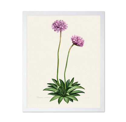 Armeria Cantabrica