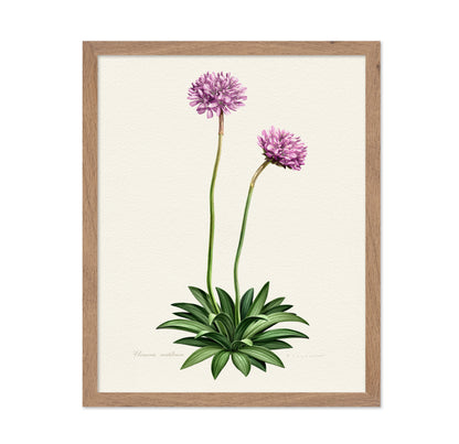 Armeria Cantabrica
