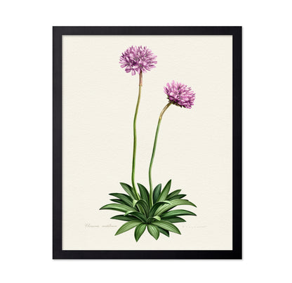 Armeria Cantabrica