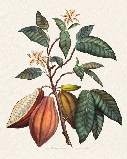 Theobroma Cacao