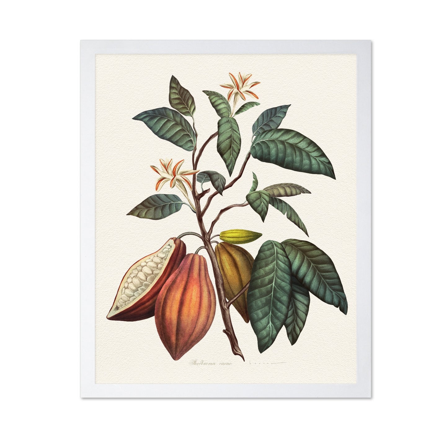 Theobroma Cacao