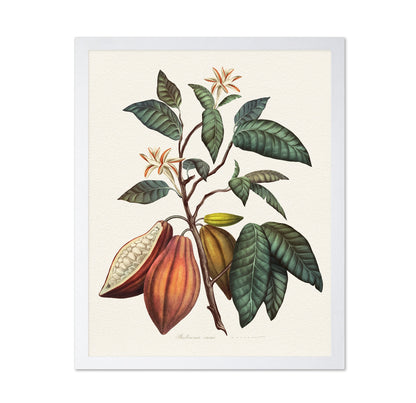 Theobroma Cacao