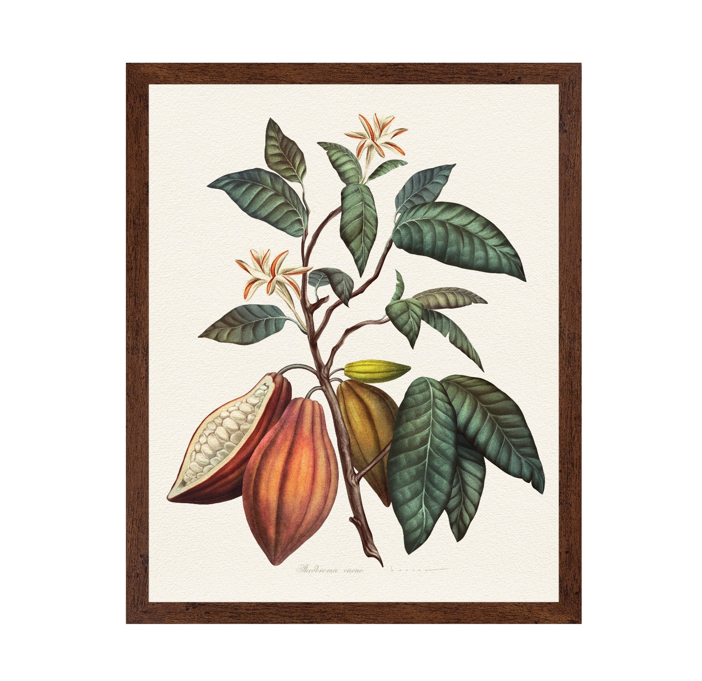 Theobroma Cacao