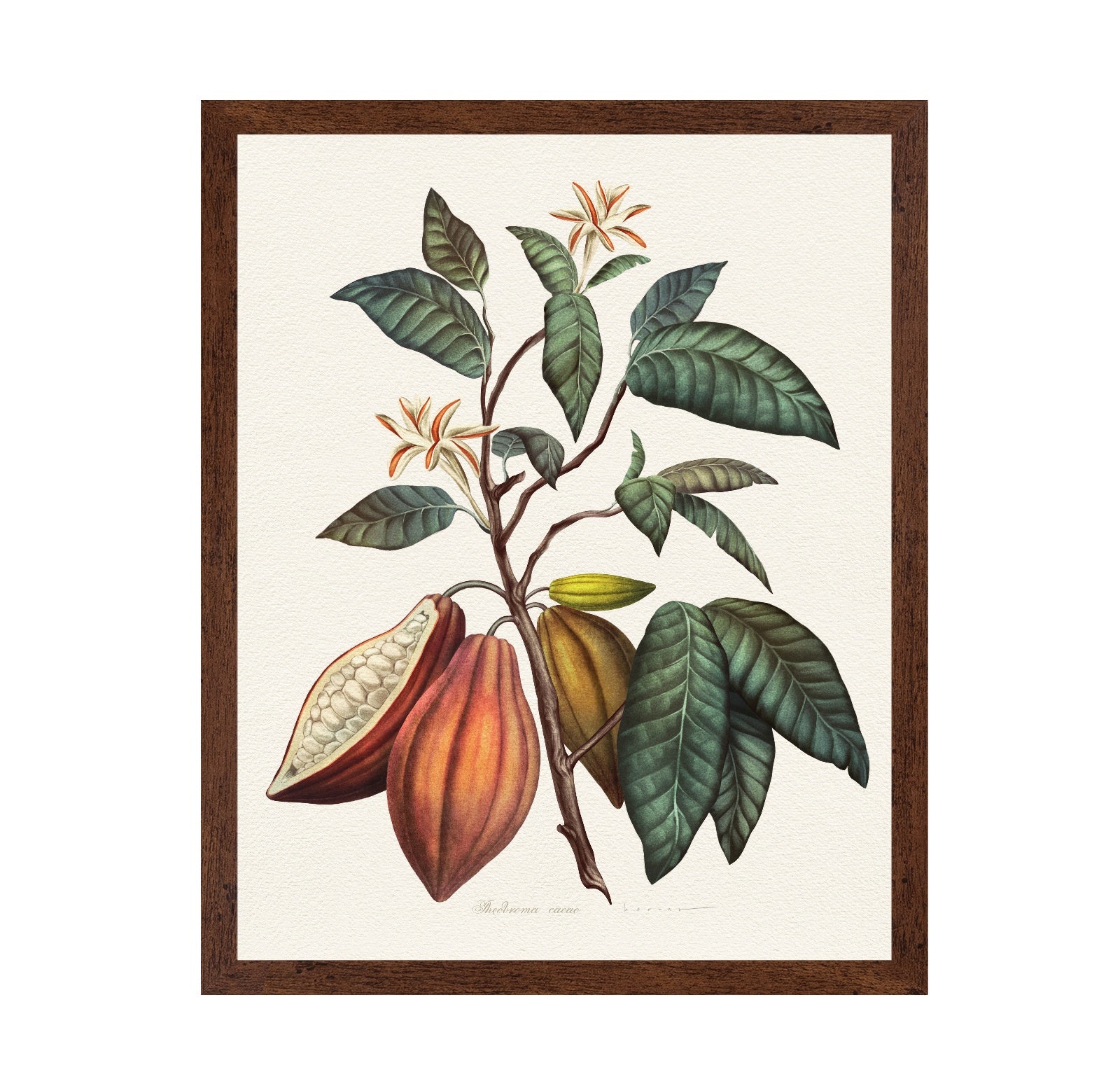 Theobroma Cacao