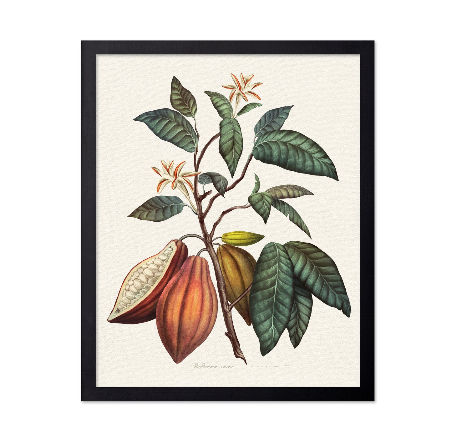 Theobroma Cacao