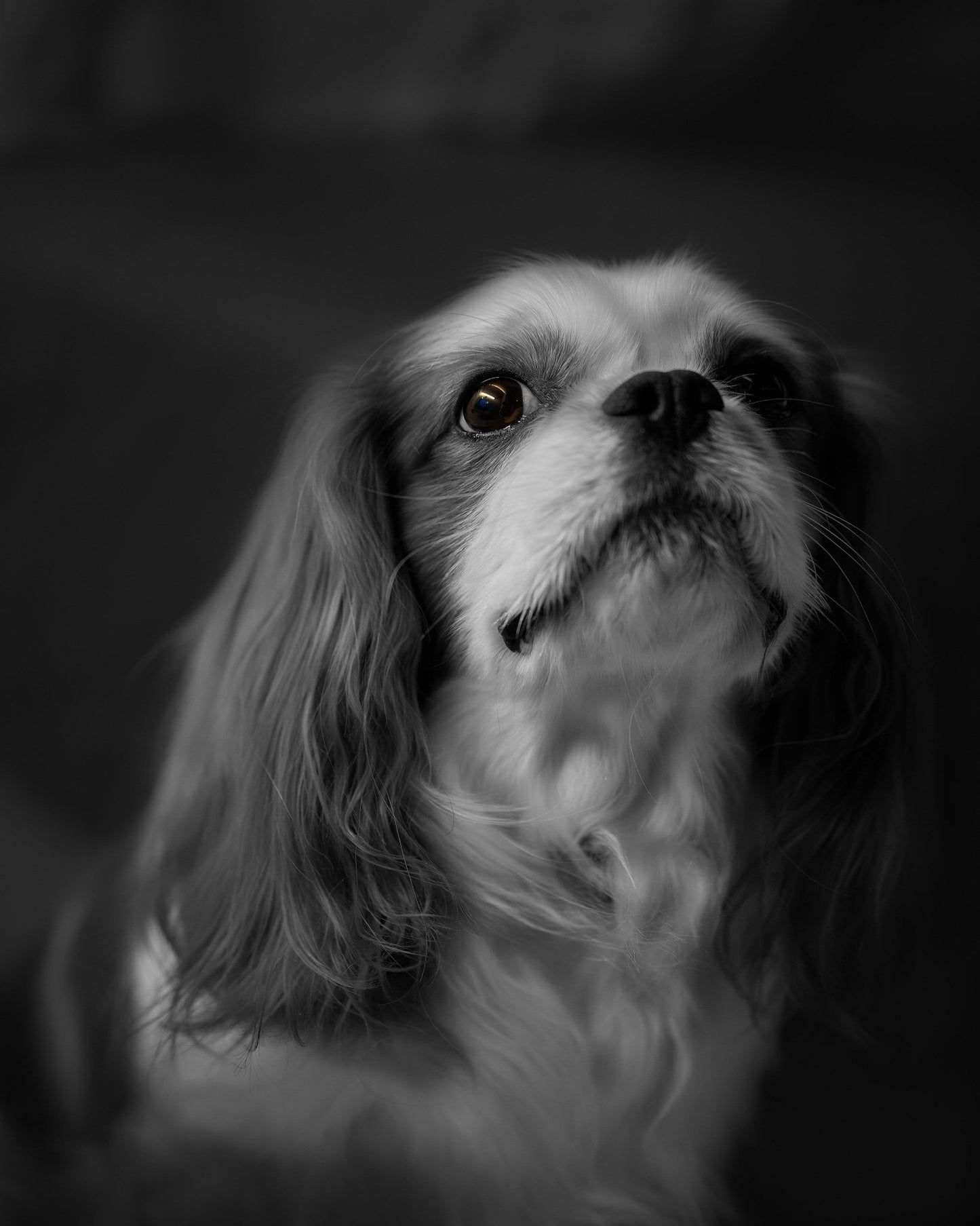 The Royal Gaze