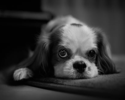 Give Me Dinner