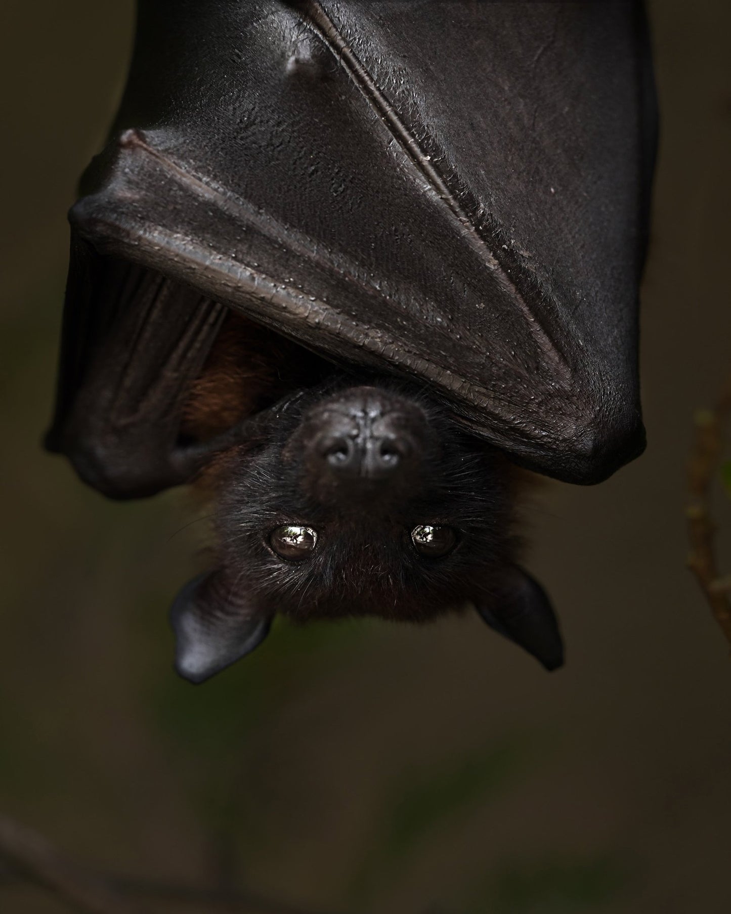 Hanging Out Black Bat
