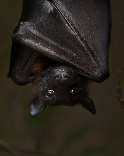 Hanging Out Black Bat