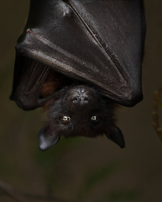 Hanging Out Black Bat