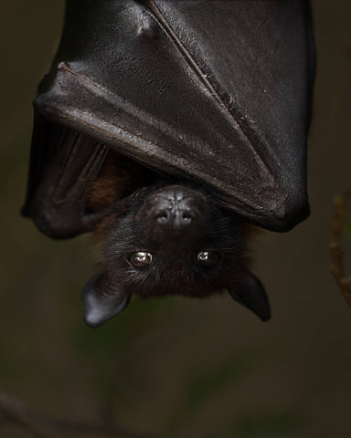 Hanging Out Black Bat