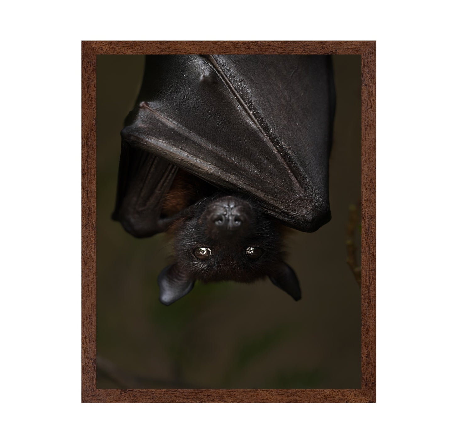 Hanging Out Black Bat