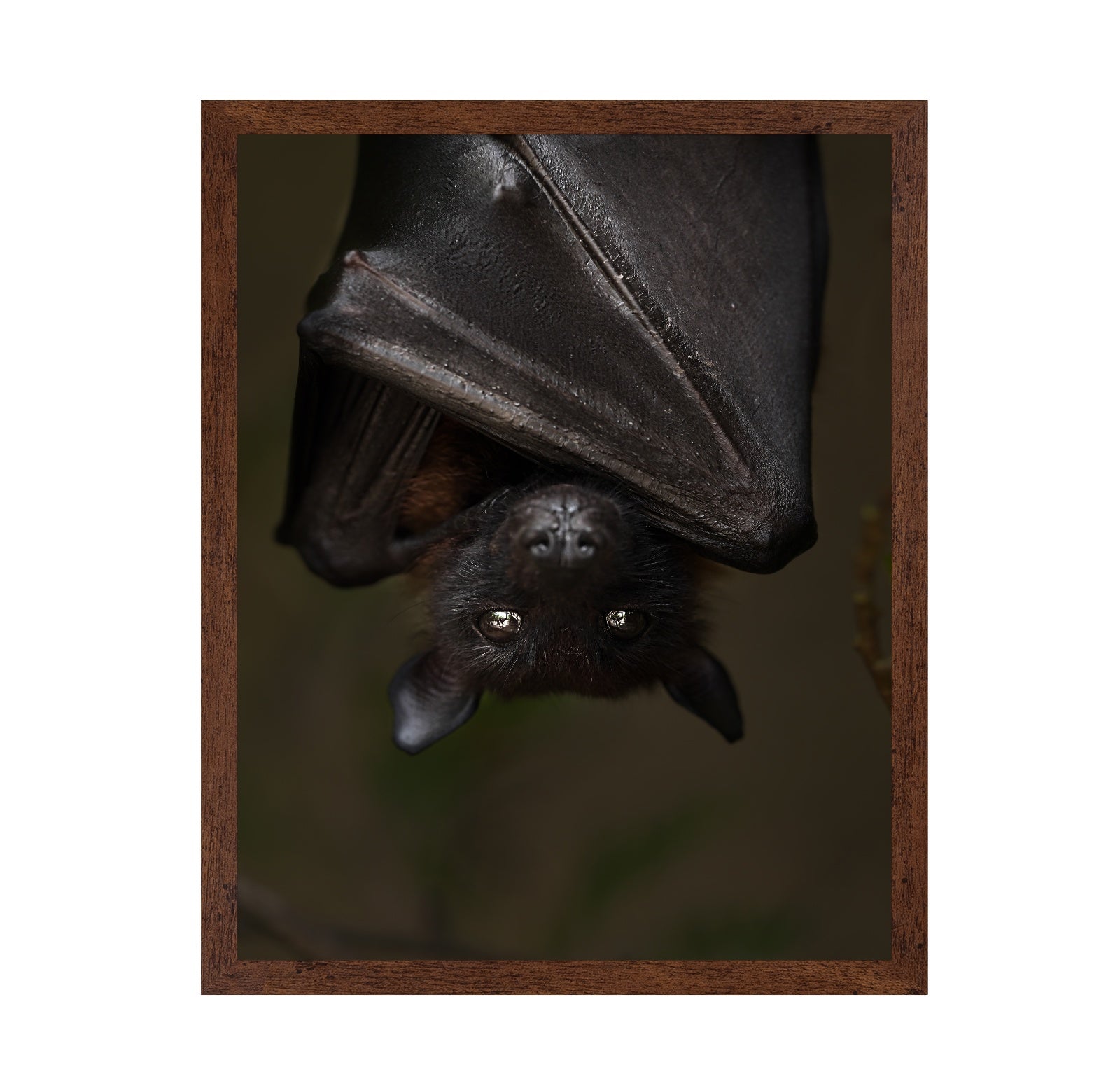 Hanging Out Black Bat