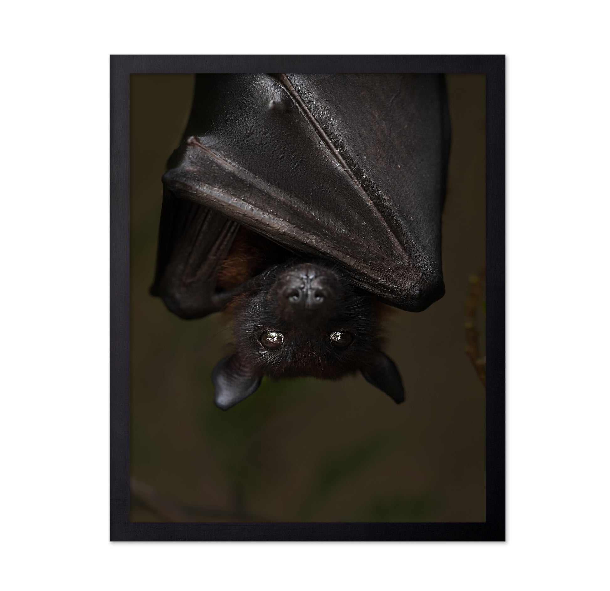 Hanging Out Black Bat