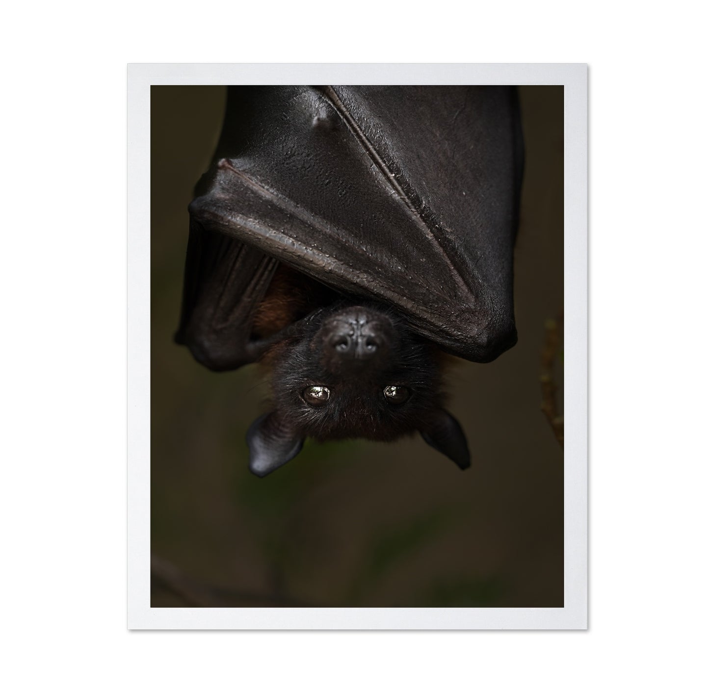 Hanging Out Black Bat