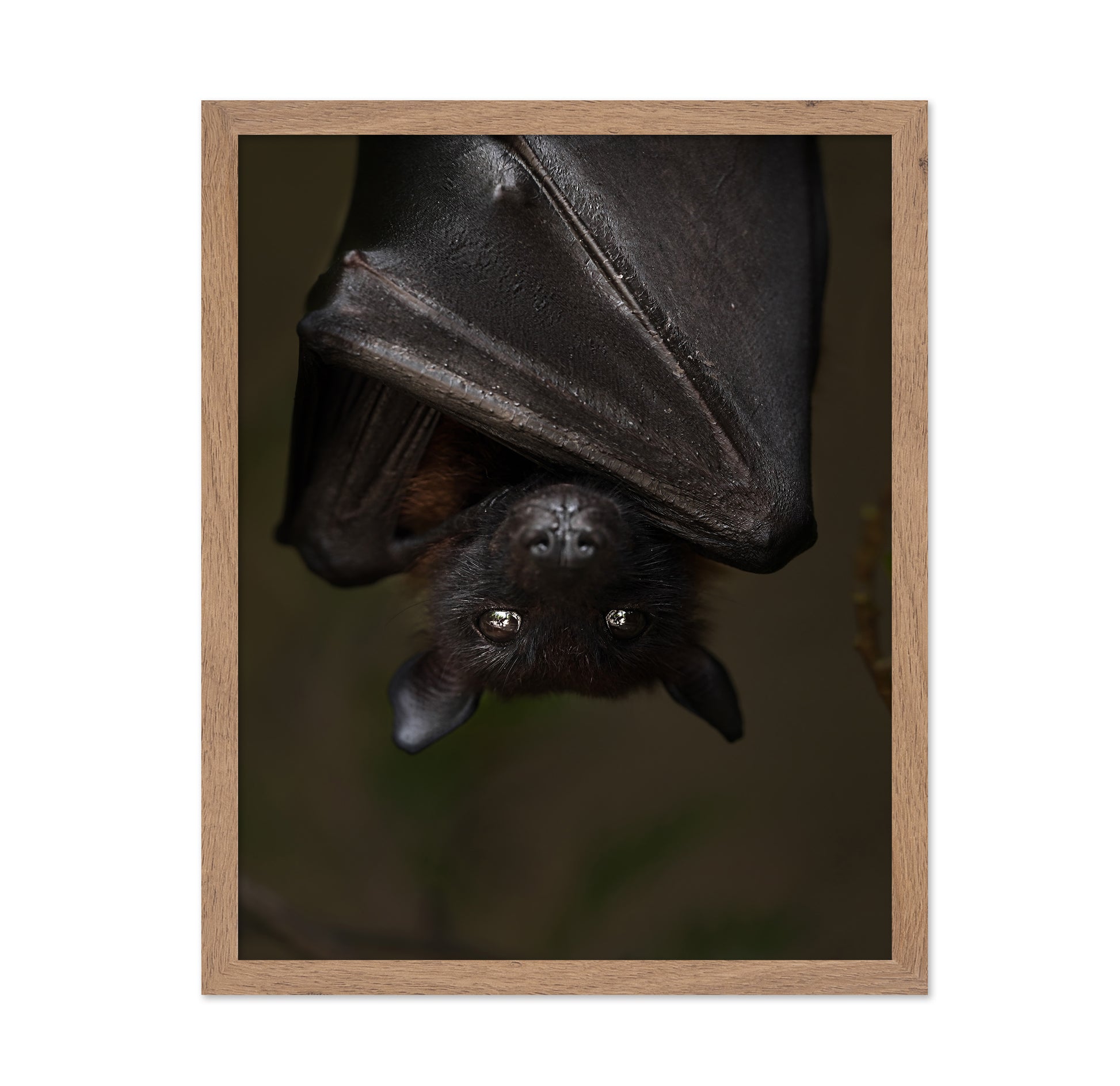 Hanging Out Black Bat