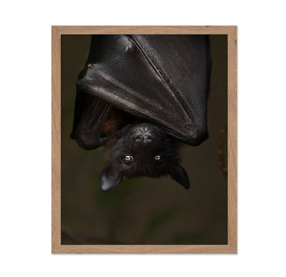 Hanging Out Black Bat