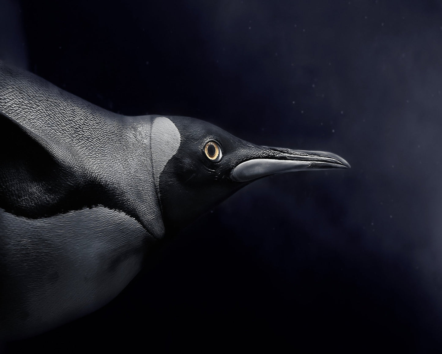 Swim in Dark