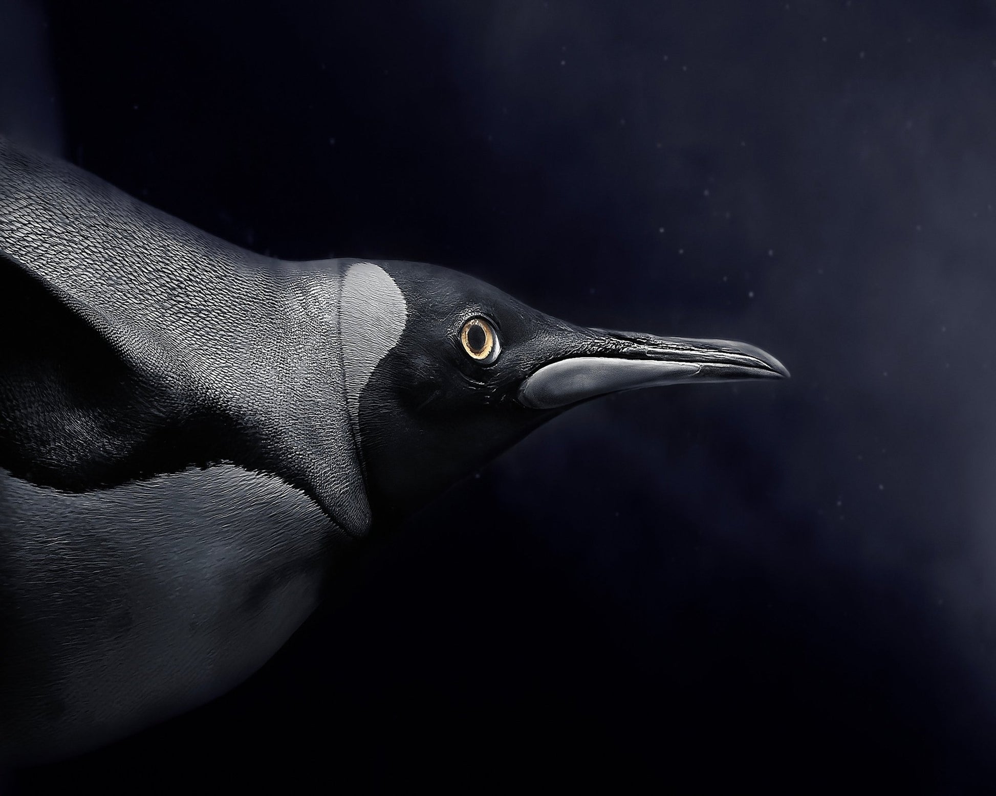 Swim in Dark