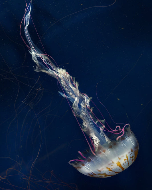 Neon Jelly