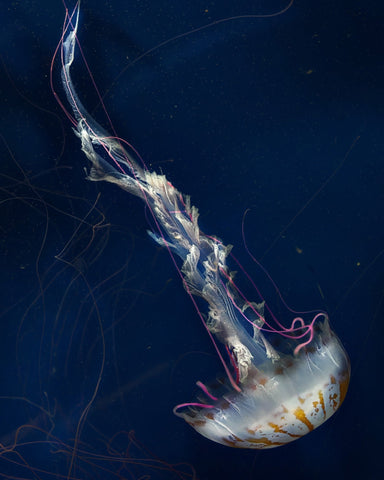 Neon Jelly