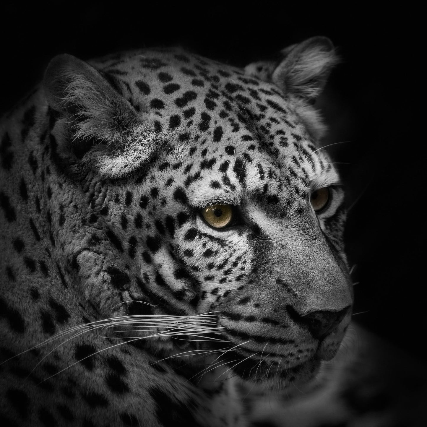 Monochrome Hunter