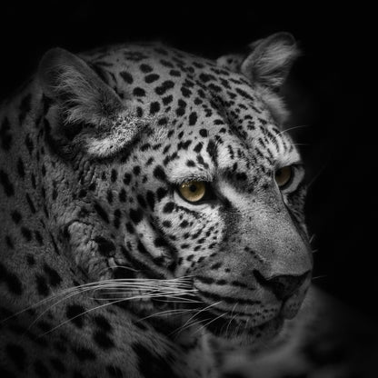 Monochrome Hunter