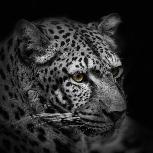 Monochrome Hunter