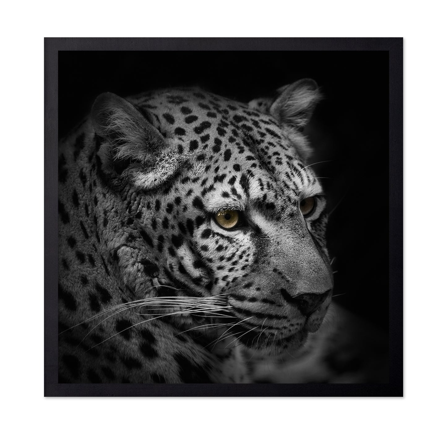 Monochrome Hunter