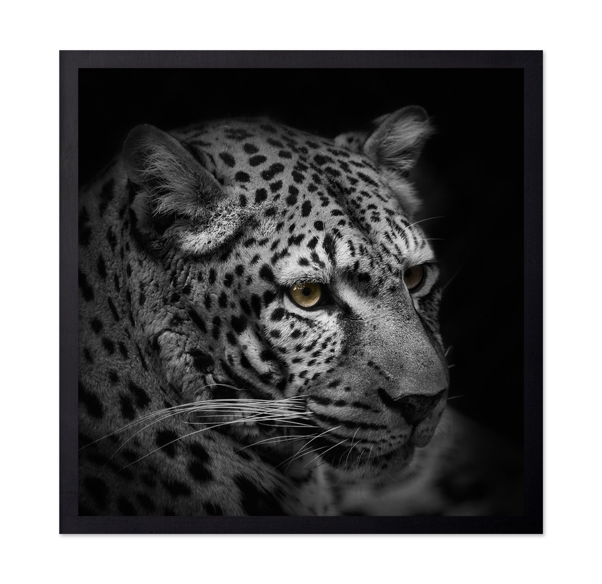 Monochrome Hunter