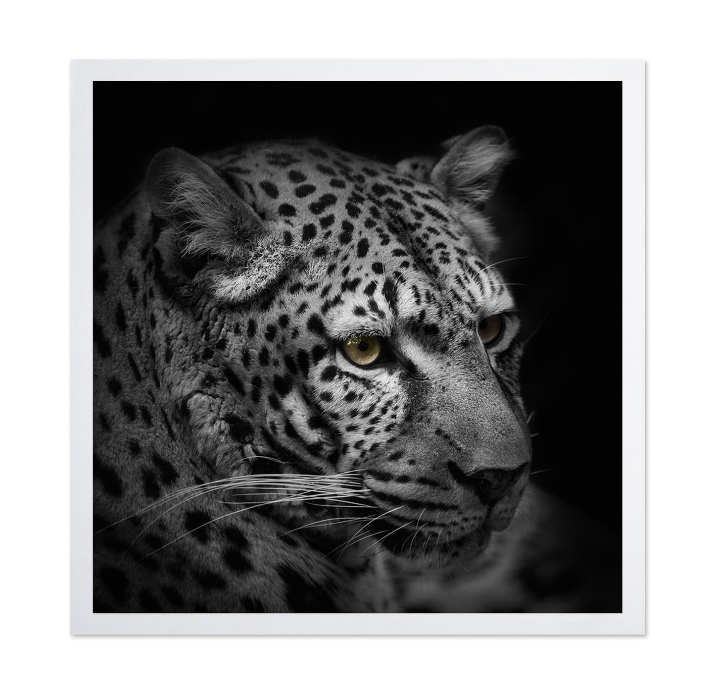 Monochrome Hunter